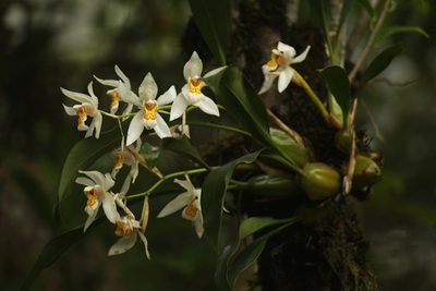 Coelogyne nitida, photographed by Siddarth Machado