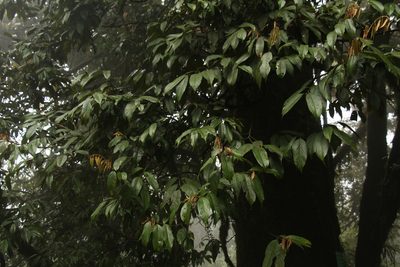 Quercus lamellosa, photographed by Siddarth Machado