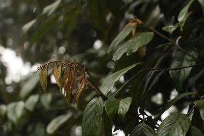 Quercus lamellosa, photographed by Siddarth Machado