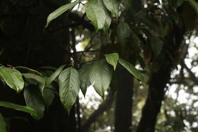 Quercus lamellosa, photographed by Siddarth Machado