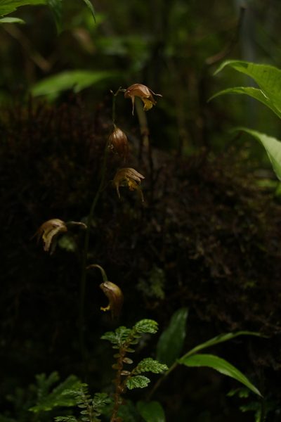 Tainia minor, photographed by Siddarth Machado