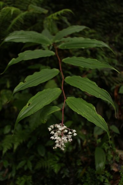 Maianthemum oleraceum, photographed by Siddarth Machado