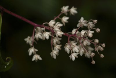 Maianthemum oleraceum, photographed by Siddarth Machado