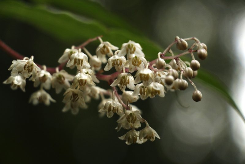 Maianthemum oleraceum, photographed by Siddarth Machado