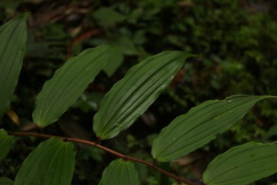 Maianthemum oleraceum, photographed by Siddarth Machado
