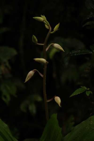 Calanthe brevicornu, photographed by Siddarth Machado