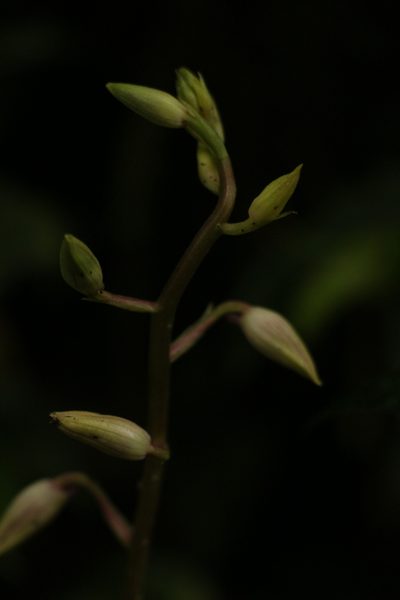 Calanthe brevicornu, photographed by Siddarth Machado