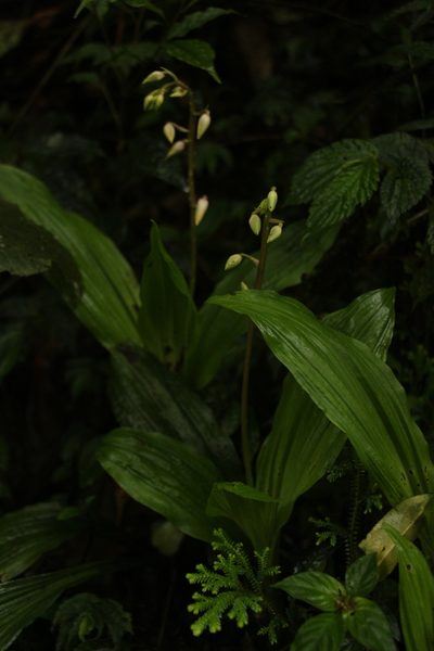 Calanthe brevicornu, photographed by Siddarth Machado