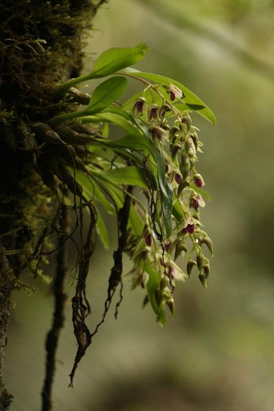 Dendrobium porphyrochilum, photographed by Siddarth Machado