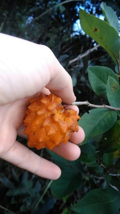Annona cornifolia, photographed by Márcia Martins