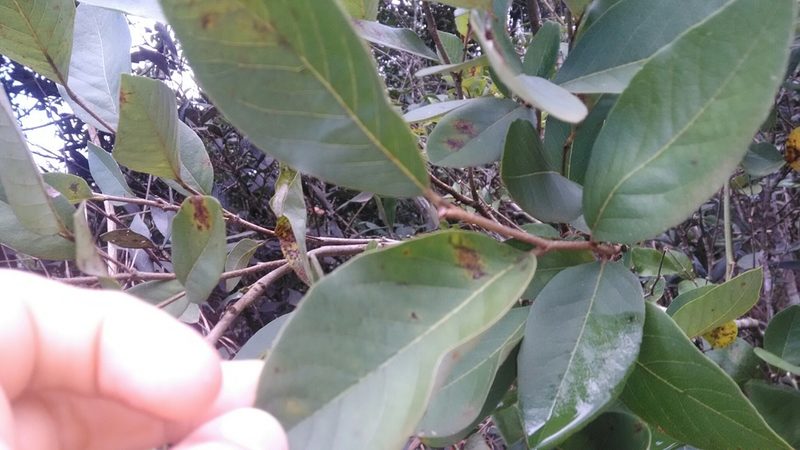 Annona cornifolia, photographed by Márcia Martins