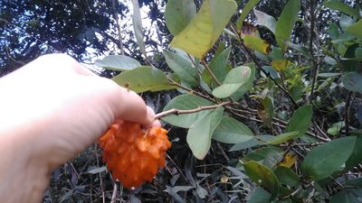 Annona cornifolia, photographed by Márcia Martins