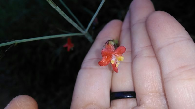 Hypenia macrantha, photographed by Márcia Martins