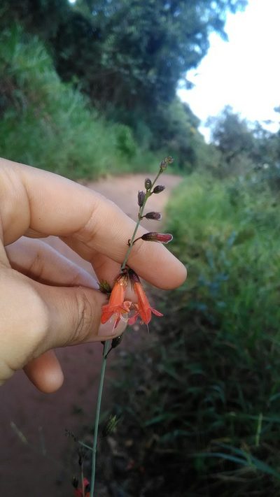 Hypenia macrantha, photographed by Márcia Martins