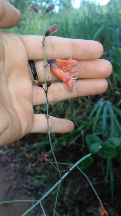 Hypenia macrantha, photographed by Márcia Martins