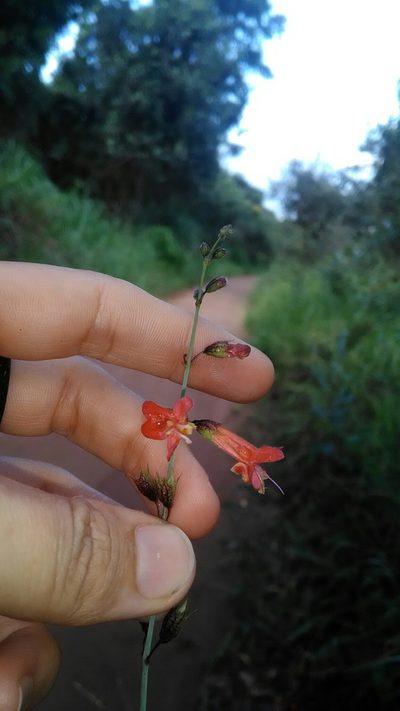 Hypenia macrantha, photographed by Márcia Martins