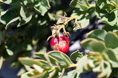 Osyris speciosa, photographed by magriet b