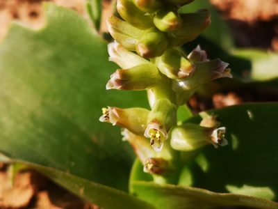 Lachenalia undulata, photographed by leandra-k_89