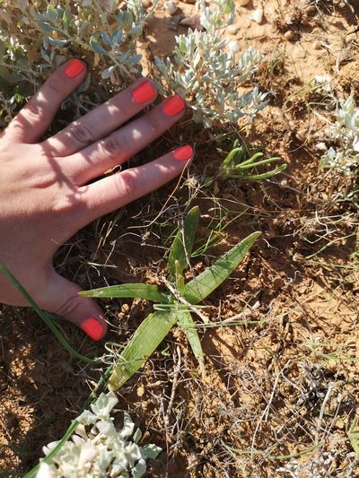 Bulbine fallax, photographed by leandra-k_89