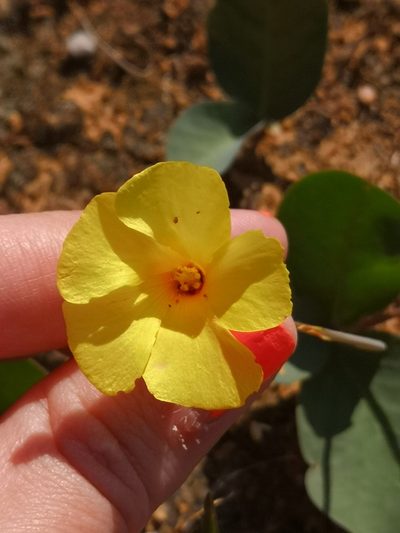 Oxalis salteri, photographed by leandra-k_89
