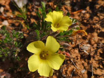 Oxalis argillacea, photographed by leandra-k_89