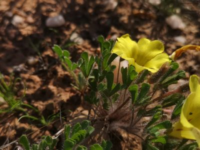 Oxalis argillacea, photographed by leandra-k_89