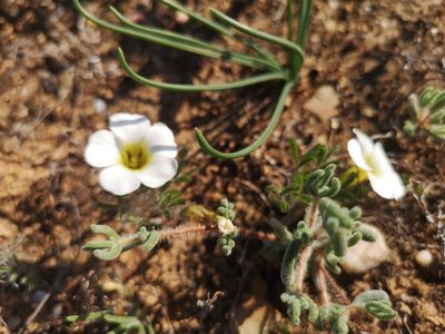 Oxalis argillacea, photographed by leandra-k_89
