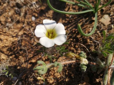 Oxalis argillacea, photographed by leandra-k_89