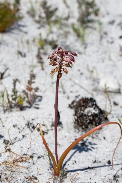 Lachenalia montana, photographed by magriet b