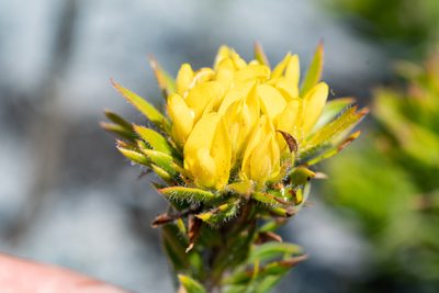 Aspalathus aspalathoides, photographed by magriet b
