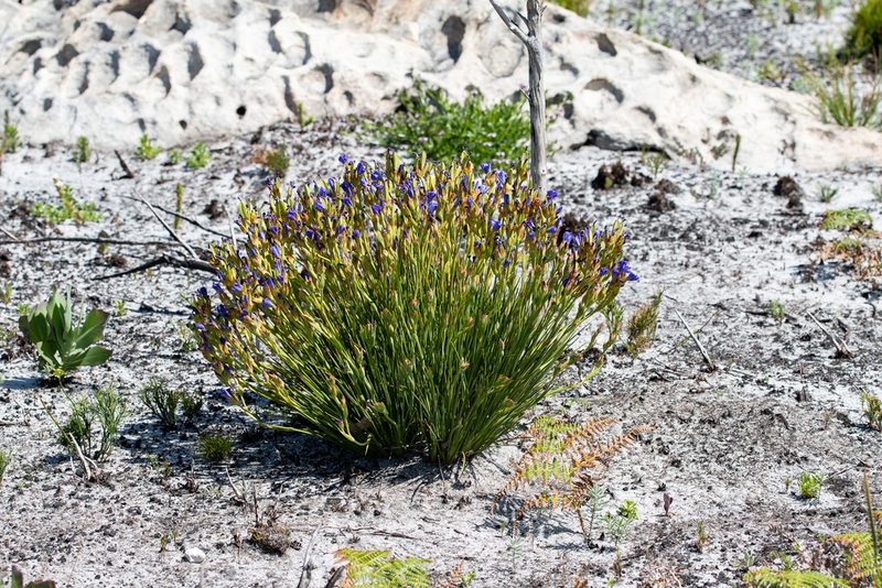 Aristea juncifolia, photographed by magriet b