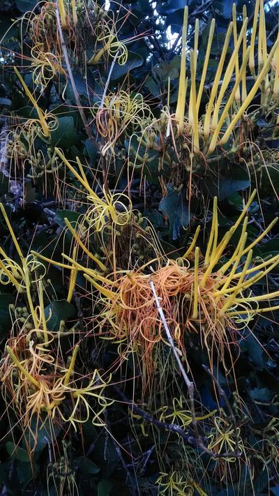 Psittacanthus robustus, photographed by Márcia Martins
