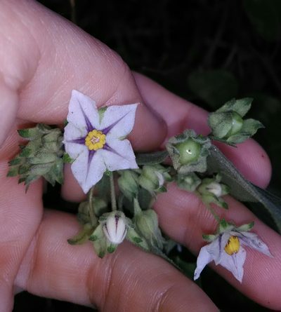 Solanum didymum, photographed by Márcia Martins