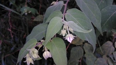 Solanum didymum, photographed by Márcia Martins