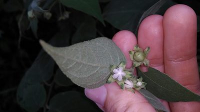 Solanum didymum, photographed by Márcia Martins