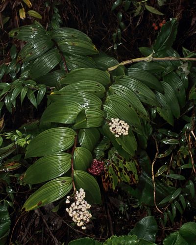 Maianthemum gigas, photographed by Dennis White