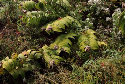 Maianthemum gigas, photographed by Dennis White
