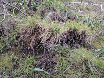 Festuca idahoensis, photographed by Ken-ichi Ueda