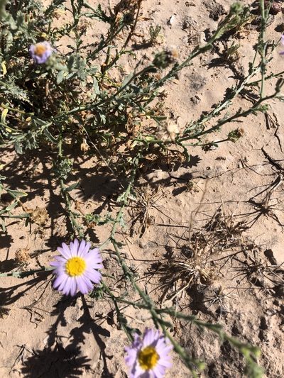 Leucosyris coulteri, photographed by Enrique Martínez Núñez