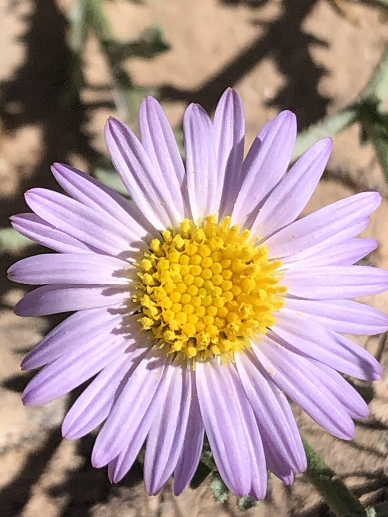 Leucosyris coulteri, photographed by Enrique Martínez Núñez