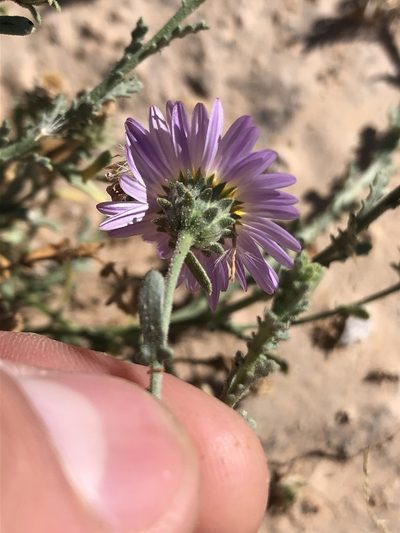 Leucosyris coulteri, photographed by Enrique Martínez Núñez