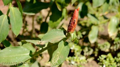 Costus woodsonii, photographed by Kim, Hyun-tae
