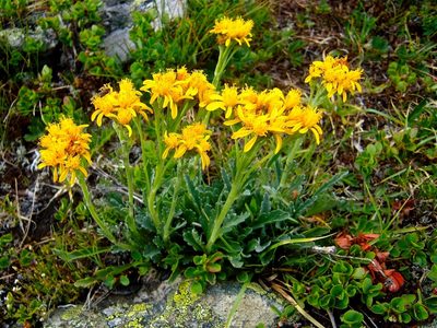 Jacobaea carniolica, photographed by Karsten Rohweder