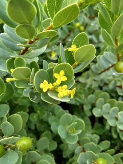 Wikstroemia uva-ursi, photographed by alexisk1234