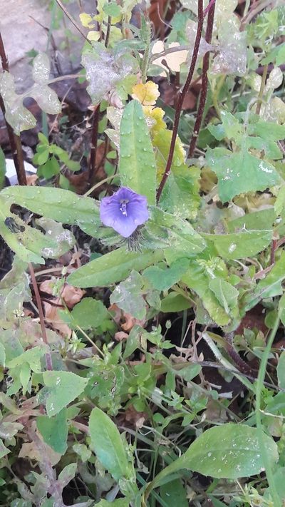 Echium creticum, photographed by Astra