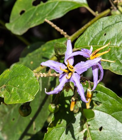 Solanum subinerme, photographed by Gerry van Tonder