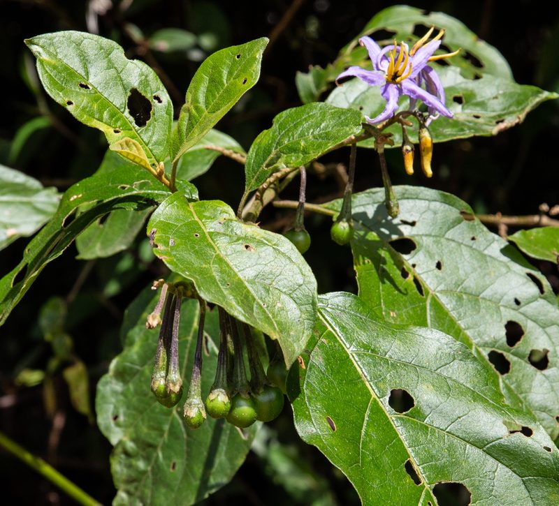 Solanum subinerme, photographed by Gerry van Tonder
