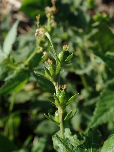 Astraea surinamensis, photographed by Daniel Cahen