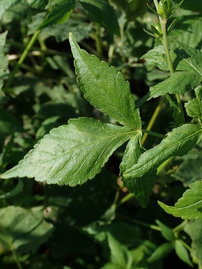 Astraea surinamensis, photographed by Daniel Cahen