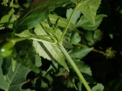 Astraea surinamensis, photographed by Daniel Cahen